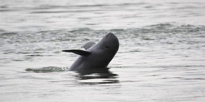 Irrawaddy dolphin