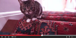 IU internet cat video study
