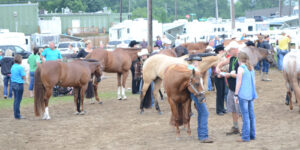 Horses