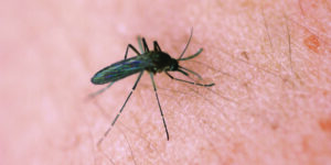 mosquito from Metro